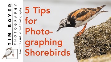 5 Shorebird Photography Tips [2018]