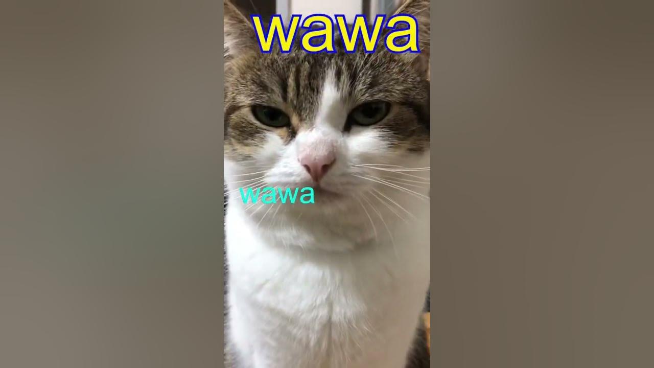 wawa cat【oh the misery】 shorts YouTube