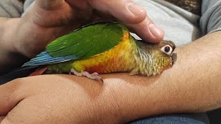 Happy parrot on my friend's hand in the peace
