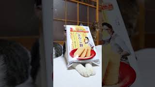 粉みちる「きなこ餅」 260413 #のせ猫  #cat  #cute  #猫のいる暮らし  #kitten  #kitty  #ねこ  #ネコ  #cutecat  #猫