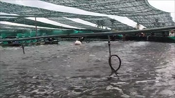 AQUAFRAM: THU HOẠCH TÔM - MÔ HÌNH NUÔI TÔM CÔNG NGHỆ CAO AO TRÒN NỔI LÓT BẠC - VI SINH AQUAFRAM