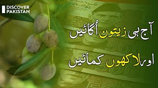 Grow Olive Today and Earn Millions | Olive Farming and oil extraction Process | Discover Pakistan TV