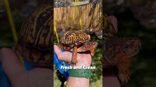 Turtle Wash. Clean And Fresh