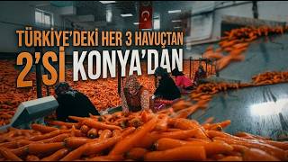 Türkiyenin Havuç Deposunda Hasat Sürüyor