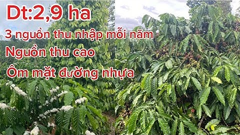 Quá đẹp nguồn thu cao dt:2,9 ha nước tưới tẹt ga ôm mặt đường nhựa thân đất triền đẹp lh:0964175347