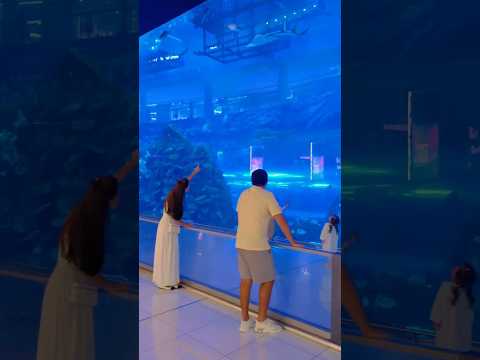 Dubai Aquarium Dubai Mall #dubai #aquarium