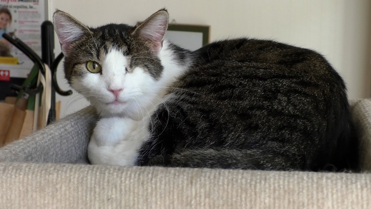 LITOMĚŘICE: Děti ze školní družiny ZŠ Havlíčkova potěšily kočičky ze spolku SOZLit