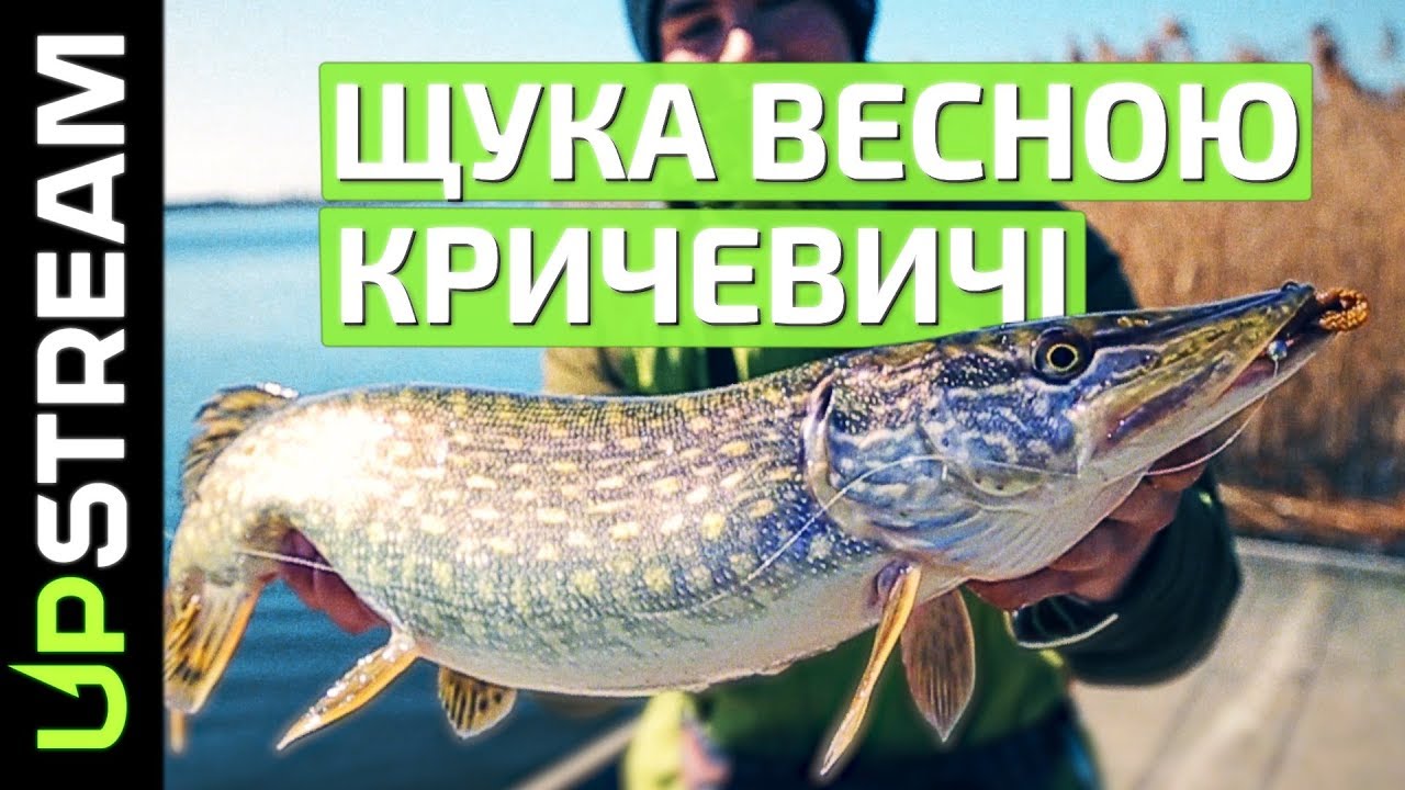 Щука весною на озері Кричевичі