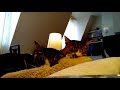 『喝采』ちあきなおみ by 猫とピアノ