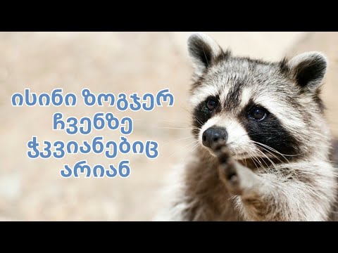 ცხოველები რომლებმაც \"ლაიფჰაკები\" შეიმუშავეს