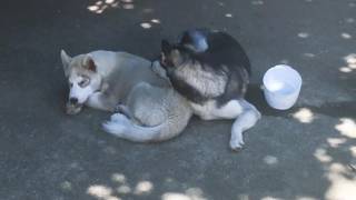 Super Cute Siberian Husky Puppy Cuddling With His Mama Sleeping! by TWINPOSSIBLE House of HUSKIES 4,474 views 7 years ago 1 minute, 9 seconds