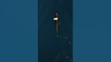 The Bloop الصوت الغامض الذي حي ر العلماء Short 