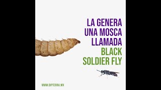 Probando el alimento de DIPTERRA - mosca soldado negro
