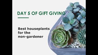 Gift Giving Day 5 Best Houseplants for the non-gardener
