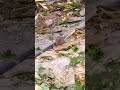 what's Happened? Anyone called me?... #animallover #wildlife #nature #shortvideo #farming