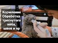 Состояние Лютика, обработка швов, кормление, ежедневный уход...9 часть.