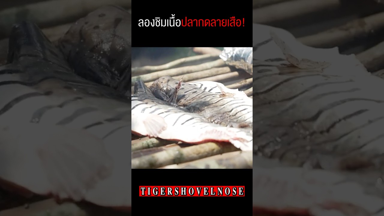 ตามล่า 'ปลากดลายเสือ' ปีศาจที่สวยงามแห่งลุ่มน้ำแอมะซอน!