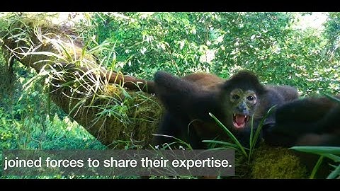 TREETOP CAMERA TRAPS