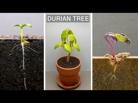 Top Plants Time Lapse From The Past Two Years In 23 Minutes