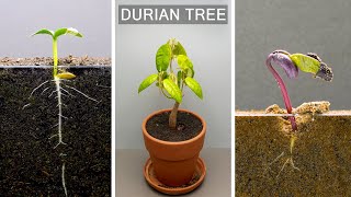 Top Plants Time Lapse From The Past Two Years In 23 Minutes