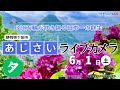 夕【LIVE】あじさいライブカメラ＠下田公園〜第53回伊豆下田温泉あじさい祭開催中〜 2024年6月1日(土) #あじさい #紫陽花