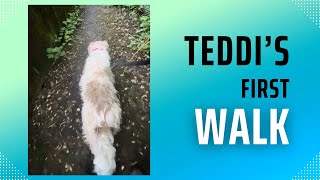 Teddi’s First Walk