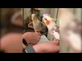 Try Not To Laugh While Watching These Funny Birds Being Jerks and Cute