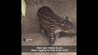 Bayi tapir melakukan debutnya di kebun binatang dengan menggerakkan hidungnya ke arah dunia #shorts