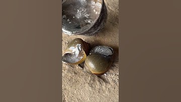 Turning Natural Shells Into Metal Masterpieces #shorts #casting #recycling #art