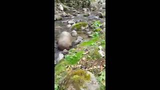 Rize Söğütlü Ve Balıkçılar Köyü Arasında Ki Dere