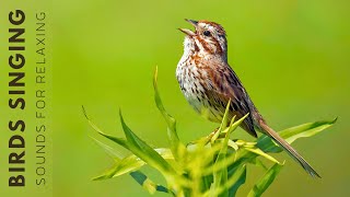 Relaxing Bird Sounds - Bird Sounds Heal the Heart, Natural Sounds help you Sleep Well