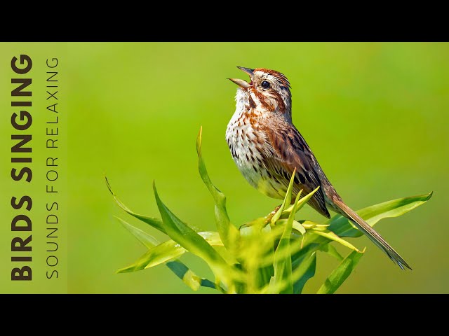 Relaxing Bird Sounds - Bird Sounds Heal the Heart, Natural Sounds help you Sleep Well class=