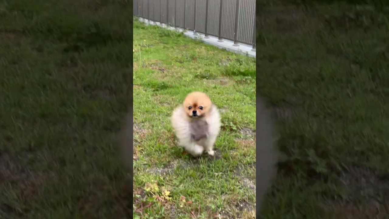 一瞬だけ全力ダッシュ!!