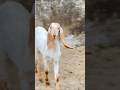 Cute Goat.🐐 #goat #cute #memories #viral #youtubeshorts #goatcutting