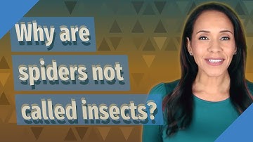 Why are spiders not called insects?