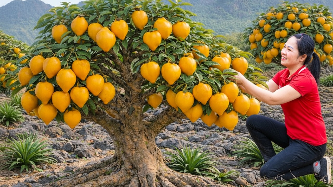 Harvesting Many Golden Chicken Egg Fruits & Goes to Market Sell | Peaceful Life in a Small Garden
