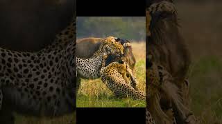 🐆 Гну против команды гепардов: Неожиданный финал!#shorts