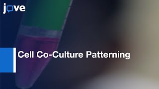 Cell Co-Culture Patterning Using Aqueous Two-Phase Systems l Protocol Preview