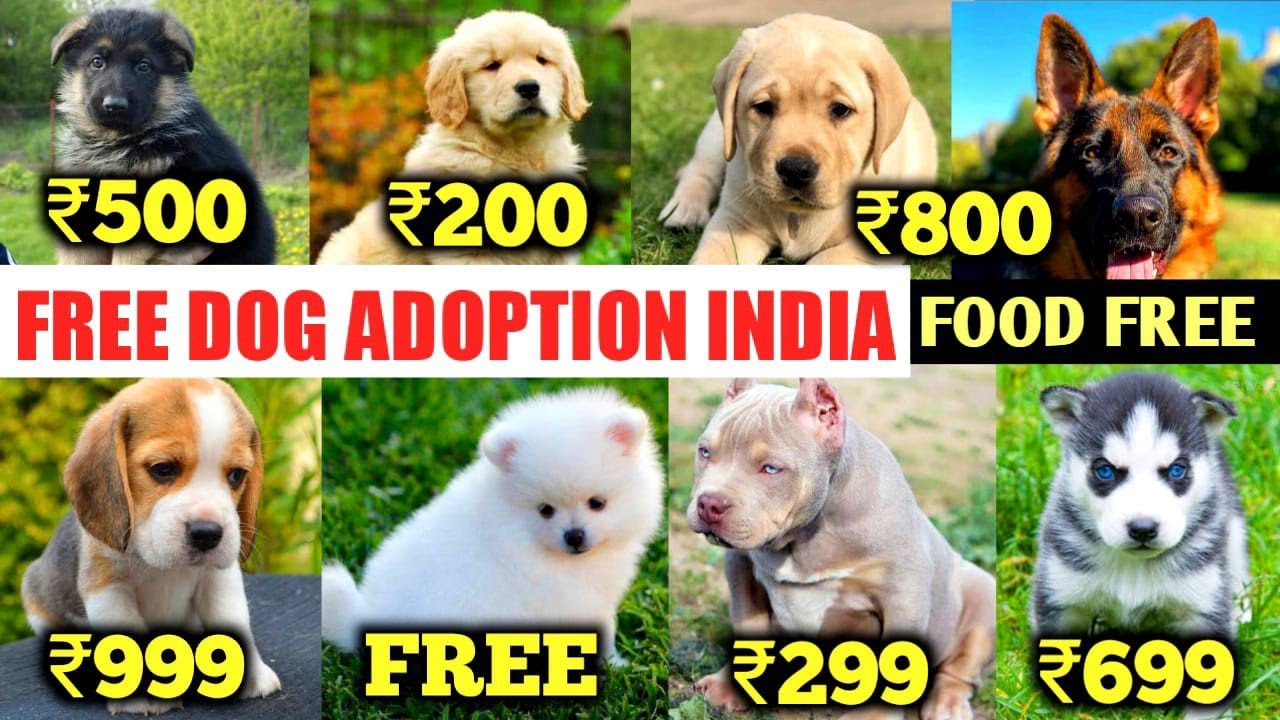 Cheapest Dog Market Delhi Out Side Dog Show Free Dog Adoption
