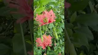 cảnh đẹp miền tây #xuhuongyoutube #mientay #bolero