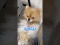 抱っこされることを諦めない犬 #ポメラニアン