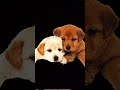 Free Drake Type Beat #draketypebeat2023 #dog #typebeat #drake Prod. Shannon's Son