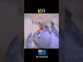 これは鳴き声...? #ショート#鳥 #雑学