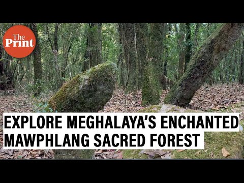 Video: Meghalaya's Mawphlang Sacred Forest: Reiseguide