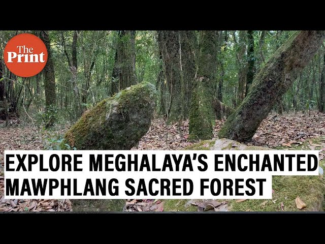 Green Immersion: Uneven Steps to Towering Trees in Mawphlang Sacred Fo –  Tellme Digiinfotech