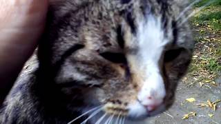 Бездомный кот сам пришёл Бездомный кот сам пришёл