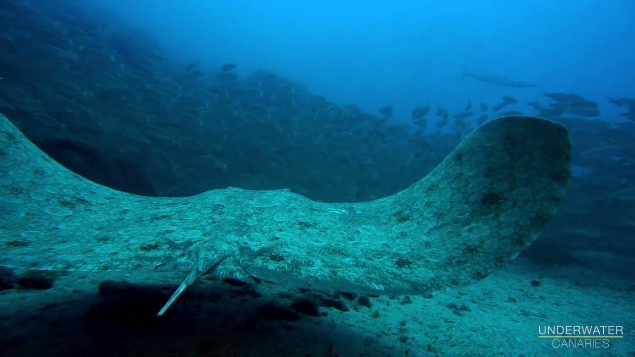 giant butterfly ray "Gymnura altavela"