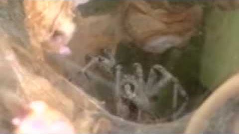 HUGE funnel web spider vs roach