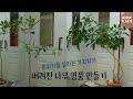 [4K]평범한 나무도 가지치기로 특별하게 만들어요/ 분위기를 살리는 가지치기 방법 / 가지치기로 선이 예쁜 나무 만들기