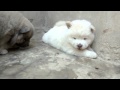 Chow Chow azul y blanco